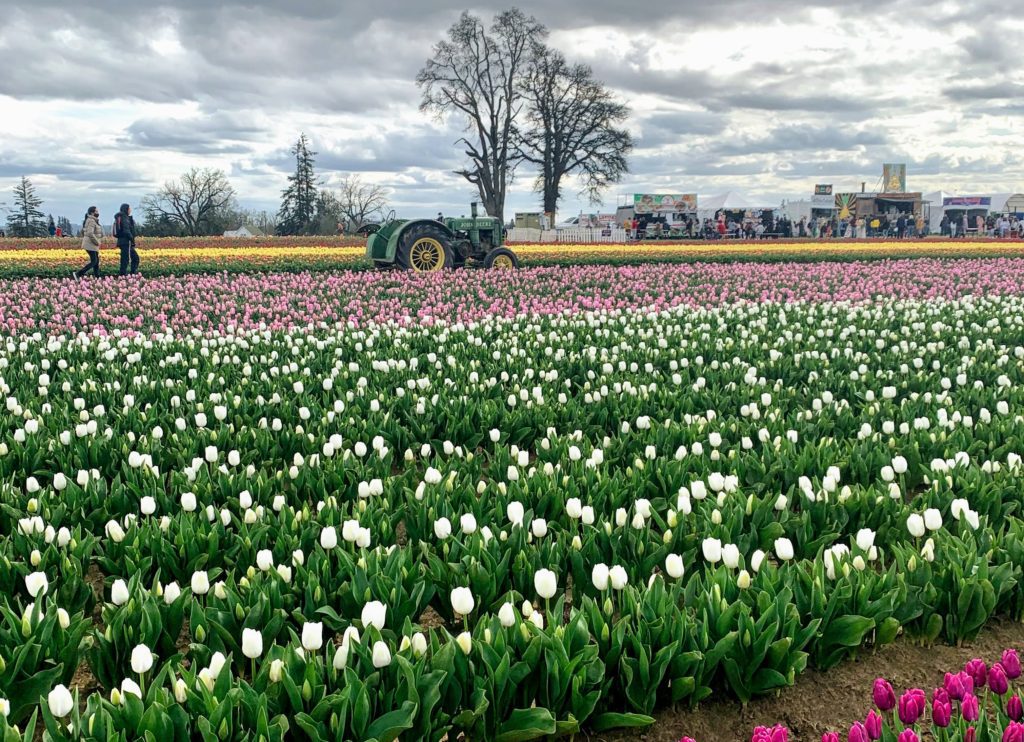 When Life Hands You Letdowns. Wooden Shoe Tulip Festival in Woodburn, Oregon.
